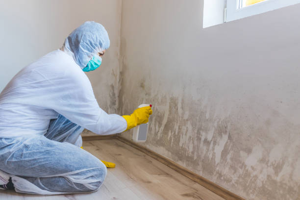 Licensed Mold Remediation service in Deer Park, IL - WQB Mold Removal